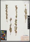Foto von Salix purpurea L.